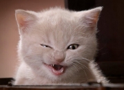 爱游戏APP-战术显微镜，德布劳内如何撕裂摩纳哥式防守，伊朗足球的启示